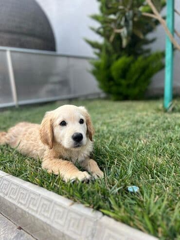 golden retriever qiyməti: Retriever, 2 ay, Erkek — 2