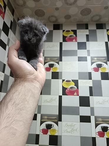 Şotland yastı qulaq, Dişi, Pulsuz çatdırılma