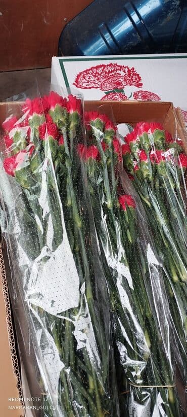 topdan gül satışı: Qərənfil güllərinin topdan satışı — 2