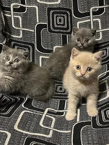 Britan lalafo.az -da Britan