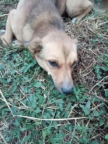 dekarativ heyvanlar: Dişi, Ünvandan götürmə — 4