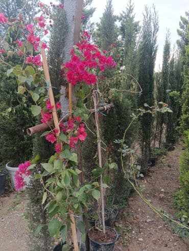 jasmin agaci: Buqunber — 2