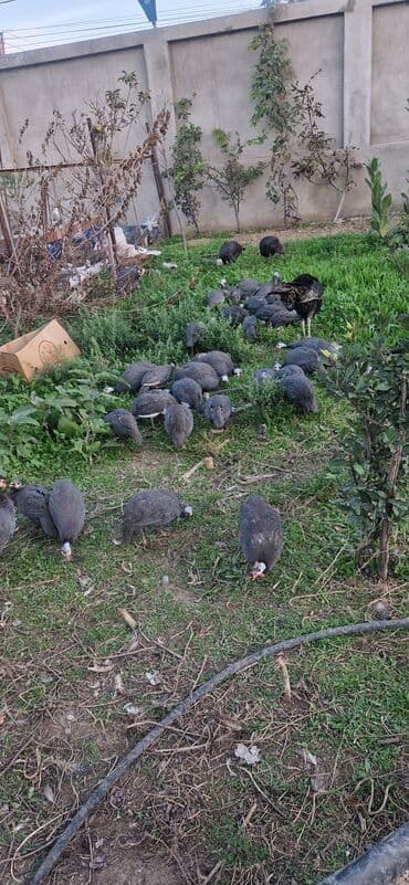 рынок животных в баку: Məhsul: Qvineya quşları (cücələr və gənc quşlar qarışıq sürü) Təsvir — 4