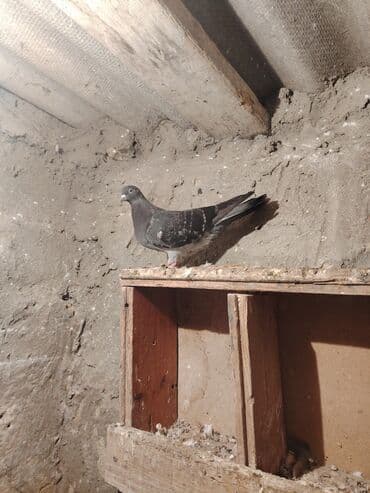 boz pişik cinsi: Salam quş dar satlır tam saglam usdu usdə 7m — 9