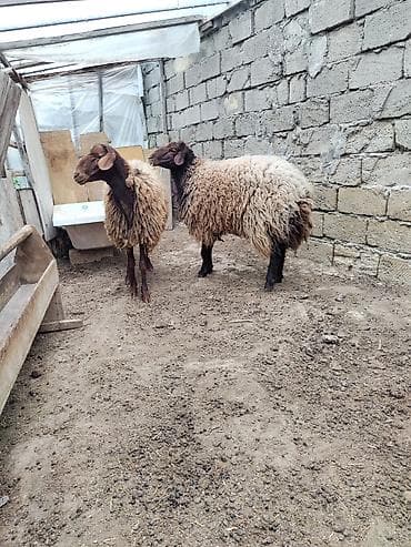 quba heyvan satışı: 2 əlkey qala qoçu Qurbanligada yarıyır tumluğada əldə saxlanılıb arpa — 2