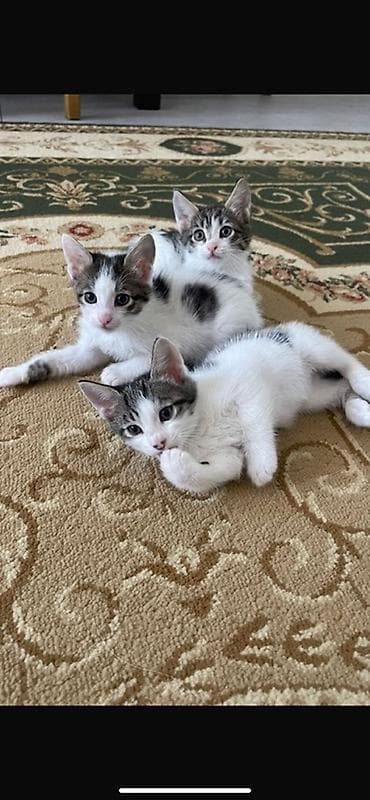 sirin pişik balalari: Yaxşı əllərə — 2