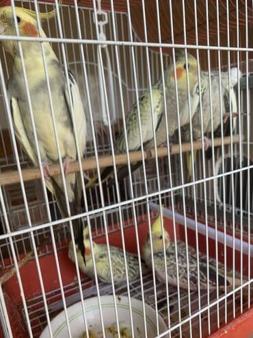 pişik bala: Tam sağlam quşlardı. Ata, ana, 3 bala. Balalar 35 günlükdü, uje yeme — 1