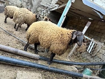 cins qazlar: Erkək, il: 1, Ətlik, Ünvandan götürmə — 4