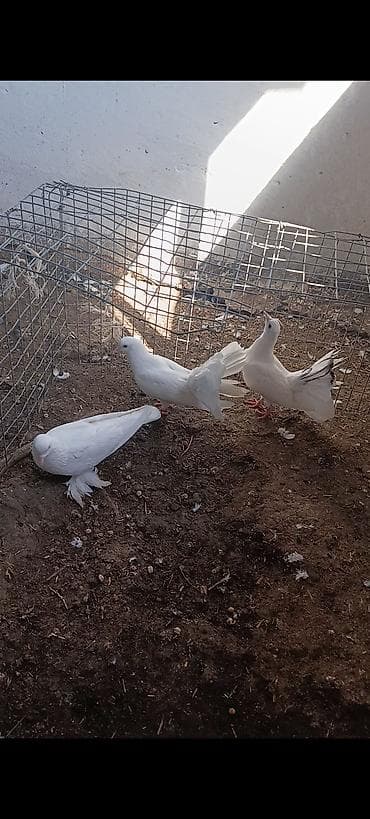 papuqay type 1: Ağ rəngli dekorativ göyərçinlər dəsti ay lelek erkey tek di qızğın — 2