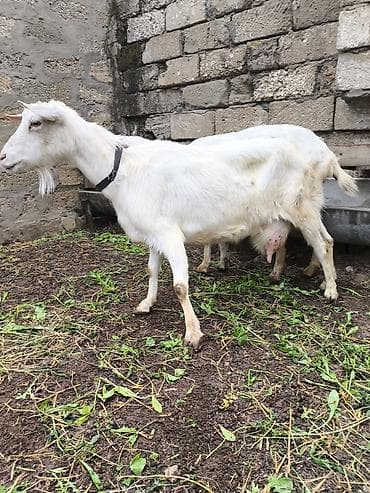 keçi çəpiş: Təmiz orginal Sani keçilər 2 ana 3 bala südlü keçilərdi real alıcılar — 1
