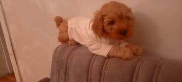 сколько стоит миниатюрный пудель: Пудель, 2 месяца, Самец — 5