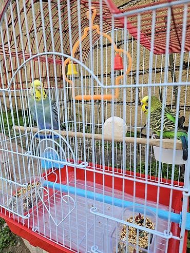 pisik ucun: Zəng yox, yalnız whatsapp!!! Alman cinsi - dişi, Çex cinsi - erkək — 3