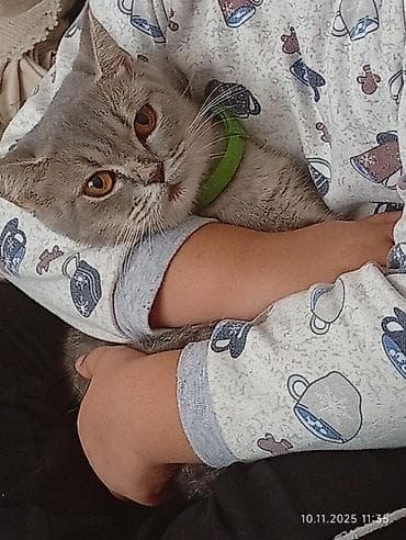 heyvanlar: Britan — 2