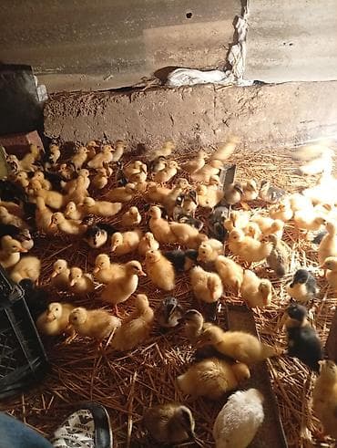 su qabi: Cücələr – ördək balaları - Növ: yerli ördək balaları (rəngləri — 3