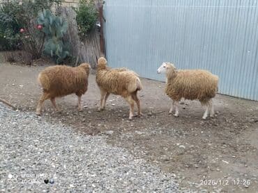 Zaslonkalar: Qoyunlar satılır – 3 baş - Növ: yerli ətlik/yunlu qoyunlar - Rəng — 1