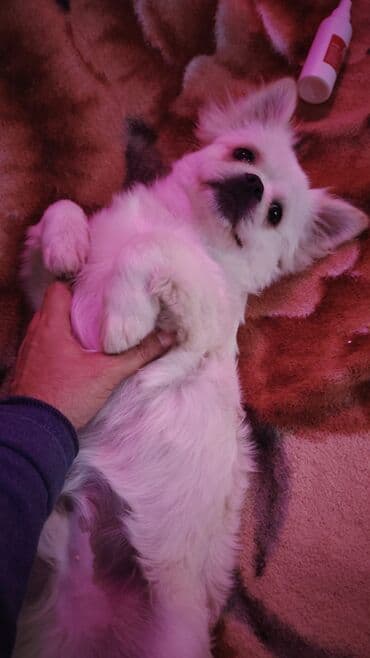 pulsuz it verirem: Pekines, 4 ay, Erkek — 1