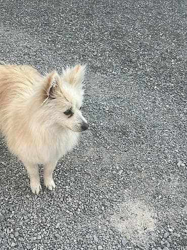 həyət iti: Şpitz, 11 ay, Erkek — 5