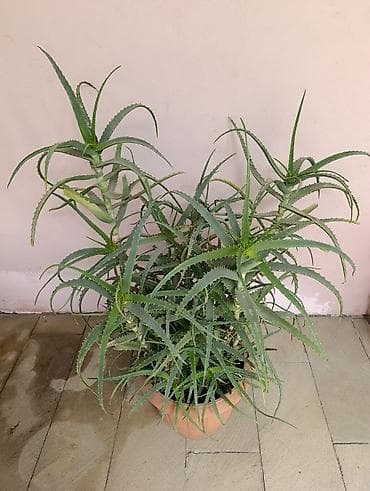 tulpan gulu: Aloe Gulu Derman Guludu. 4 illik. Yeke Guldu. Yeke Qabda. Unvan Yeni — 2