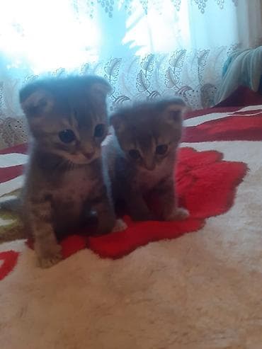 pisik yuvası: Yaxşı əllərə — 2