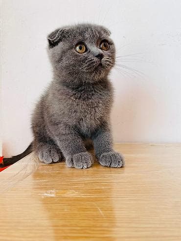 pişik tap az: Şotland yastı qulaq — 1