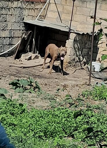 İtlər: Pitbul, 3 il, Erkek — 5