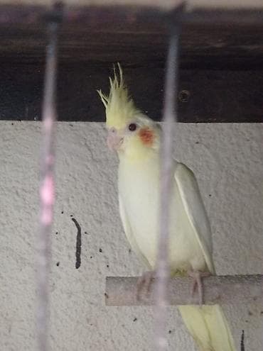 bulbul qusu: Məhsul: Korella papuqay balaları (2 ədəd) Təsvir: - Növ: Korella — 1