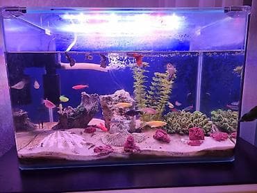 akvarium 90x40x50: Dördbucaq akvarium, Balıqlarla birlikdə, 40 l — 2