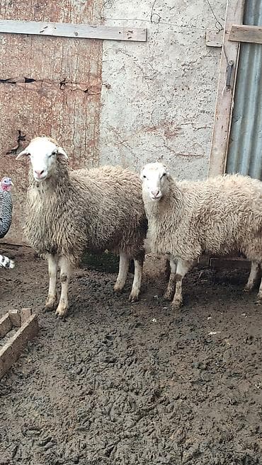 damaz: Kürdəxanıdadir Erkek di . Sağlam qurbana yararlı heyvandir. Yeddinci — 3
