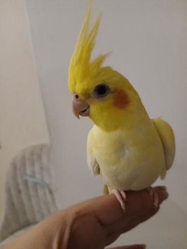 tutuquş: Nimfa (Cockatiel) cütü – ev quşları - Növ: Nimfa (cockatiel) – bir — 2