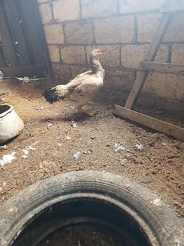 Toyuq, Damazlıq lalafo.az -da Toyuq, Damazlıq