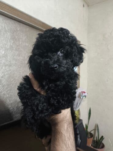 той пудель цена: Pudel — 4