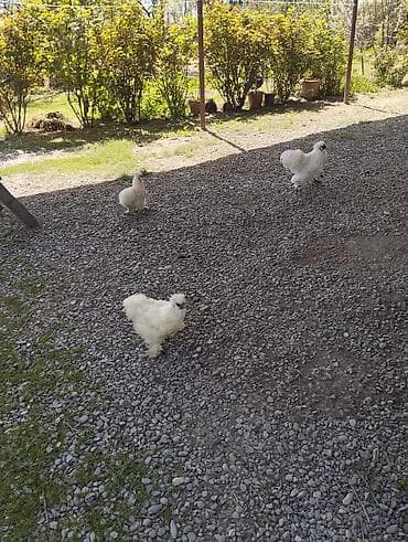 kənd toyuq: Toyuq, Damazlıq, Ünvandan götürmə — 4