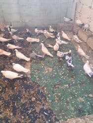 quş yuvasi: 4 manat Təsvir: - Növlər: müxtəlif rəng və naxışlarda ev/oyun — 4