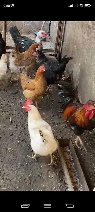 bildirçin quşu: Kənd toyuqları sağlam 8 ədəddir kom satılır qiyməti 14 azn ünvan Bakı — 1