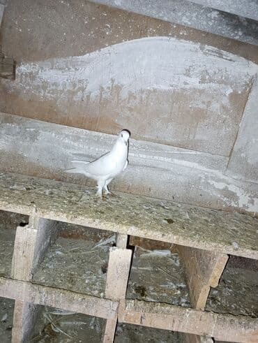 Gəmiricilər: 3 dene quşdu qiymət birinə ayıdi qusdar goz qabaqinda saglam qusdardi — 7