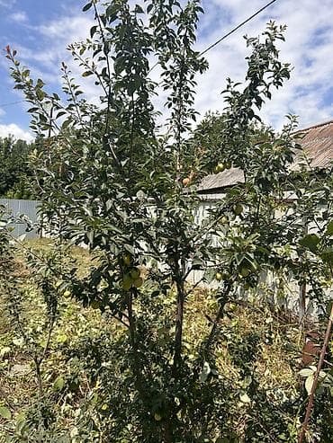 razinde kiraye evler: Bağ evi – həyətli, birmərtəbəli Qebele Tuntul kendi cixariw qaz su — 10