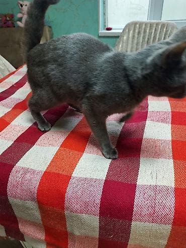 pisiyler: Şotland — 6