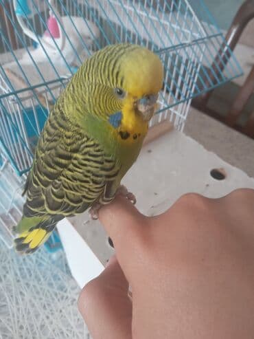 siam pişiyi qiyməti: Salam tecili satilir 50 manat yasil mavi erkeydi ele cixilar ag disidi — 2