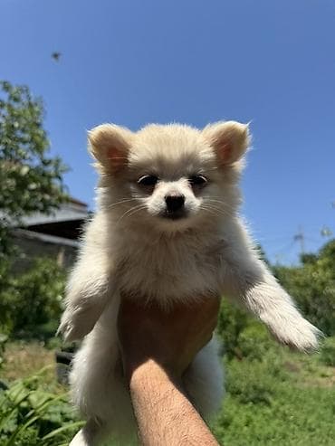it husky: Şpitz, 2 ay, Dişi — 6
