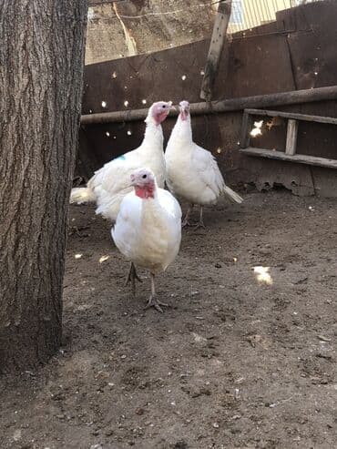 Digər heyvanlar: Dişi, Damazlıq, Ünvandan götürmə — 3