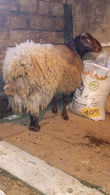 almaz qoyun: Qoyun – yerli cins, iri gövdəli - Qəhvəyi başlı, qalın və uzun yunlu — 2