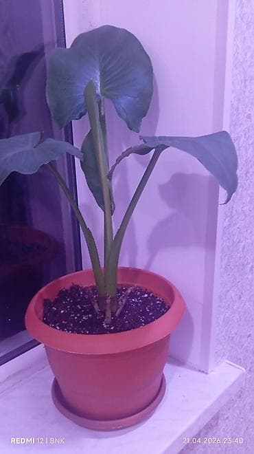 Böyük, yaşıl yarpaqlı və qalın gövdəli ev bitkisi. Bitki qəhvəyi