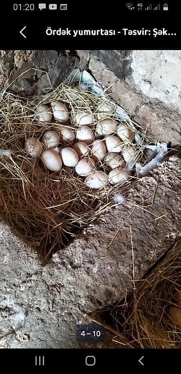 Yumurta: Məhsul: Ördək yumurtası Təsvir: - Təbii şəraitdə, saman yuvasında — 1
