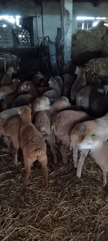 cins inekler azerbaycanda: Quzu — 1