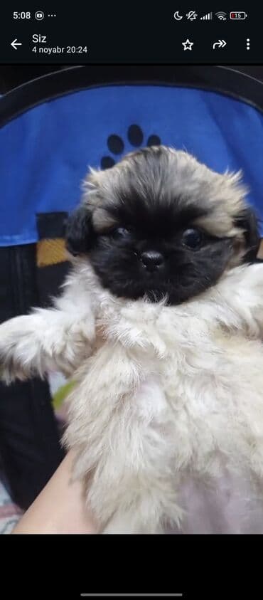 bakida it satisi: Pekines — 1