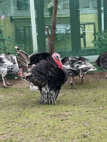 Alfa Romeo: Erkək, Damazlıq — 3