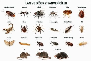 yuk qazeli: Dezinfeksiya, dezinseksiya | Viruslar, mikroblar — 1