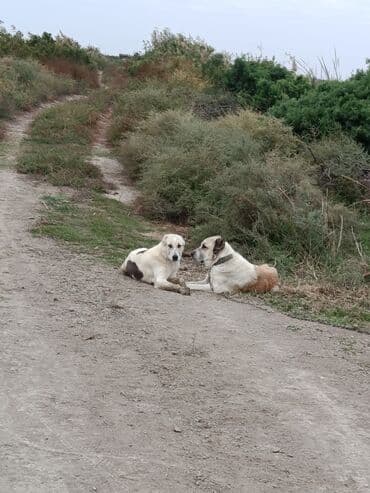 it adları erkek: Alabay, Dişi — 2