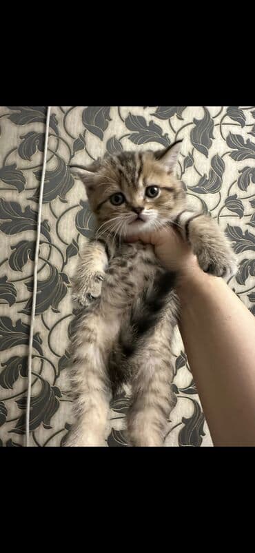 cins pişik satışı: 50 ile 400 arasi cins saf qan saqlam pisiklerimiz var sekilde olmayan — 9