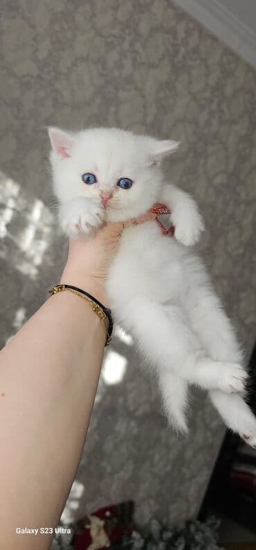 pişik cütləşmə: Ağ balaca pişik balası – mavi gözlü, tükləri yumşaq və sıx. Üzündə və — 6